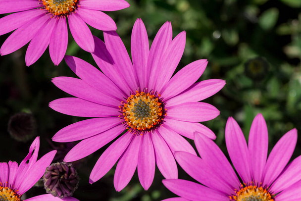 Макро фото яскраво-рожевих свіжих квітів хризантем
 - Фото, зображення