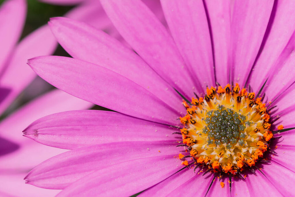 Макро фото яскраво-рожевих свіжих квітів хризантем
 - Фото, зображення