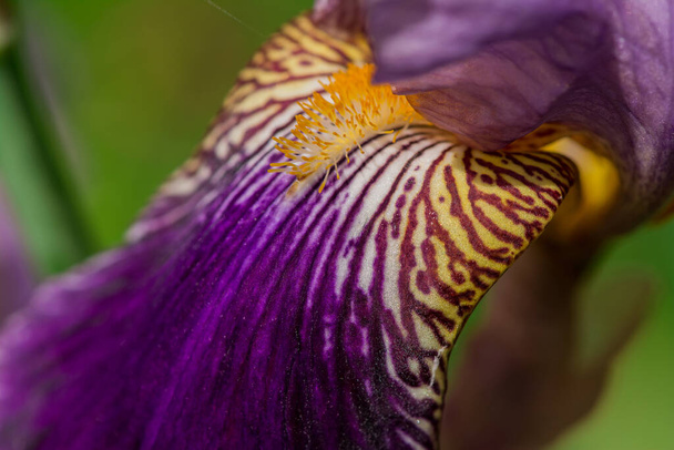 blauwe iris bloem voor groene bladeren - Foto, afbeelding
