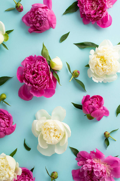 Beautiful peonies concept. Above vertical view photo of magenta and white peony flowers, buds and petals on isolated light blue background with copy-space - Фото, зображення