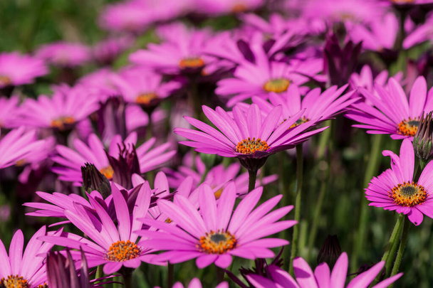 Μακρο φωτογραφία από φωτεινά ροζ φρέσκα λουλούδια christantemum - Φωτογραφία, εικόνα
