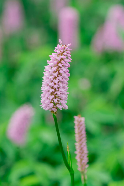Tall flowers of the Common Bistort (Persicaria bistorta) - Photo, Image