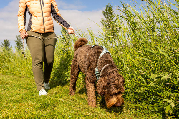 Czekolada brązowy Labradoodle spacery z właścicielką w parku. Zielone trawy, krzewy i żółte kwiaty. Ciekawy wyszkolony pies z obrożą idący w kierunku kamery. Wysokiej jakości zdjęcie - Zdjęcie, obraz