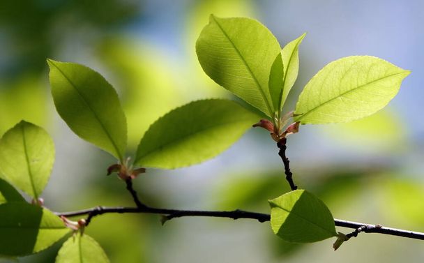 Junge grüne Blätter auf einem Ast, der im zeitigen Frühjahr gewachsen ist - Foto, Bild