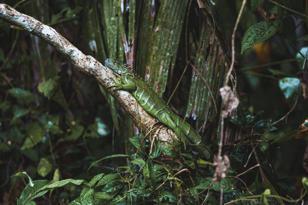 Green iguana on tree branch in tropical rainforest of Tortuguero National Park in Costa Rica - Photo, Image