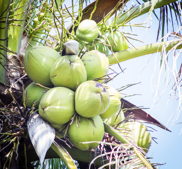 coconut tree - Foto, Imagem
