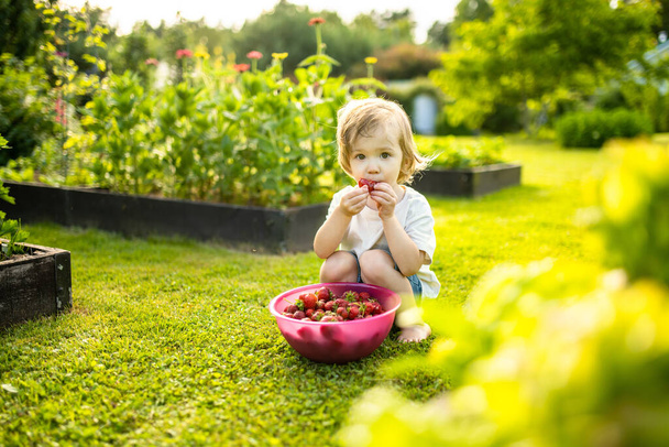 Cute toddler boy eating fresh organic strawberries on sunny summer day. Kid having fun on a strawberry farm outdoors. - Foto, Bild