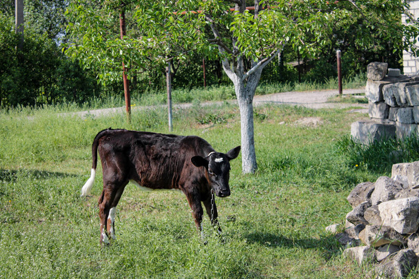 Молодой коричневый теленок пасущийся на зеленой лужайке: сельский пейзаж, охватывающий природу, сельское хозяйство и животноводство. Деревня с ярко-зеленой лужайкой. Природа фермы. Корова, корова - Фото, изображение