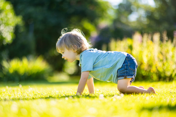 Adorable toddler boy having fun outdoors on sunny summer day. Child exploring nature. Summer activities for small kids. - Foto, Imagem