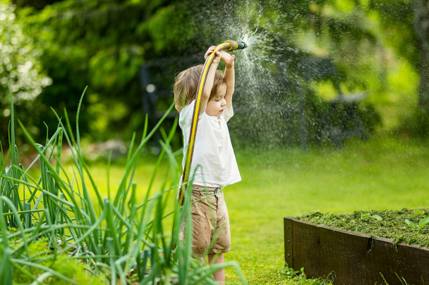 Cute toddler boy watering flower beds in the garden at summer day. Child using garden hose to water vegetables. Kid helping with everyday chores. Mommys little helper. - Фото, изображение