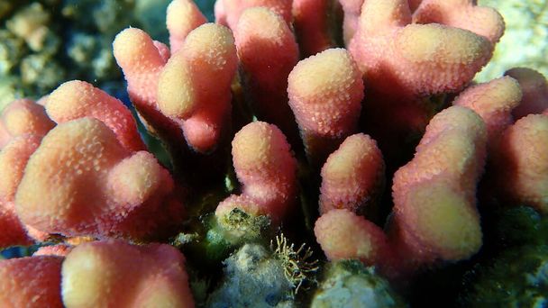 石のサンゴフードサンゴまたは滑らかなカリフラワーサンゴ、雌しべ状サンゴ(Stylophora pistilata)近くの海底、紅海、エジプト、シャルムエルシェイク、ナベク湾 - 写真・画像