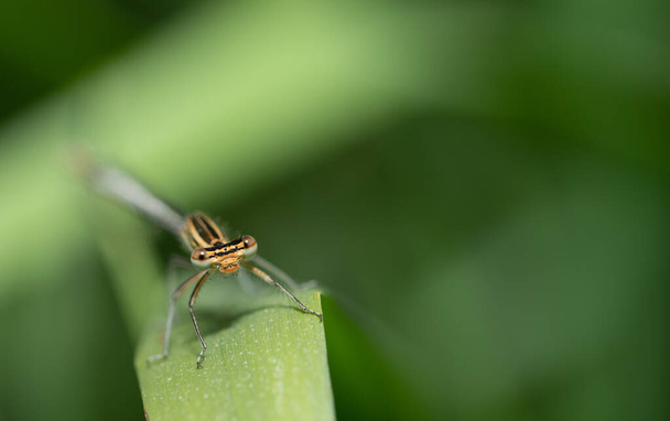 Een glinsterende groene libelle (Platycnemididae) zit op een grassprietje in het hoge gras. De libel kijkt naar de kijker. - Foto, afbeelding