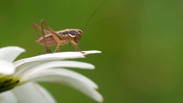 Grasshopper en planta de helecho en un prado en primavera. Imágenes de alta calidad 4k - Imágenes, Vídeo