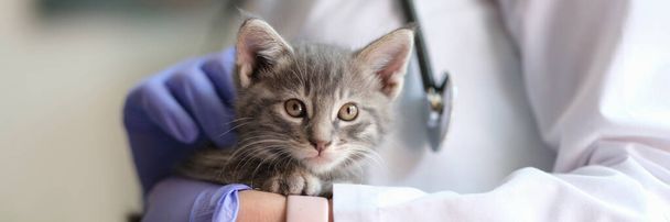 Close-up of doctor veterinarian holding little kitten in hands. Medical examination of cat in vet clinic and veterinary medicine concept - Foto, imagen