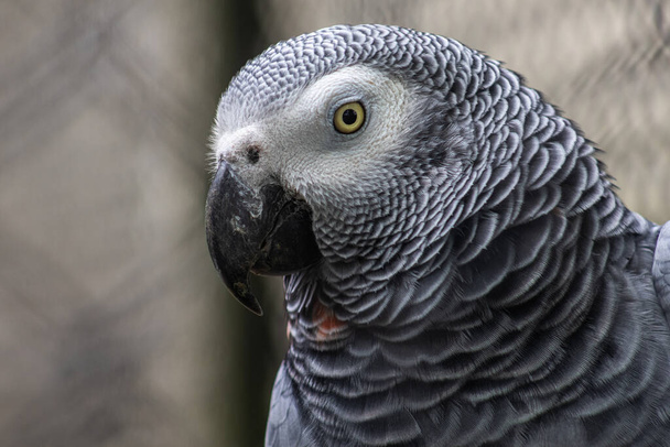 Head portrait of a grey parrot, close-up photography of the african bird of Congo. Psittacidae timneh. - Photo, Image