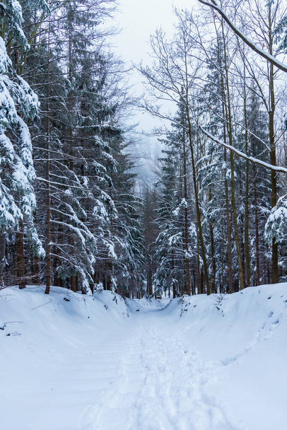 Beautiful winter landscape of mountain trail full of fresh and white snow with high trees around - Photo, Image