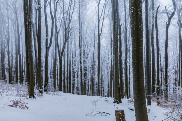 Прекрасный зимний горный пейзаж высоких деревьев, полных снега, скрытого в густом тумане - Фото, изображение