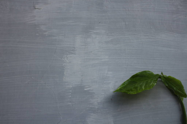 Green leaf on the gray wall background, top view, space for text - Fotografie, Obrázek