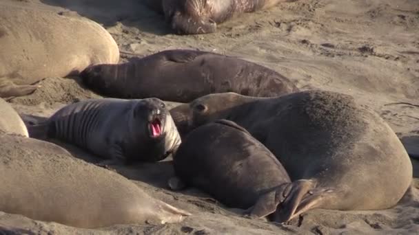 Olifanten zeehonden op het strand - Video