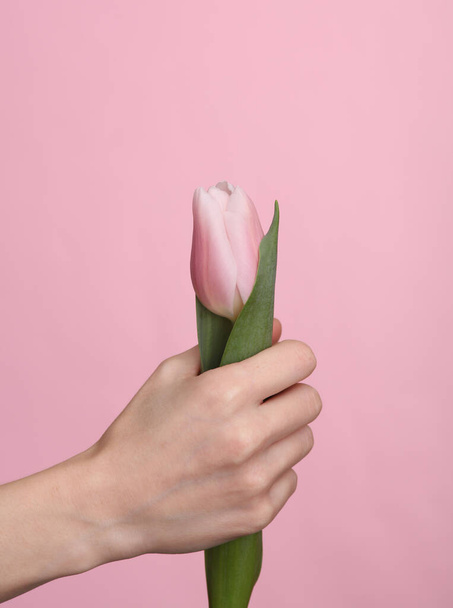 Female hand holding pink tulip on pink background - Φωτογραφία, εικόνα