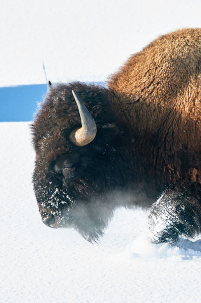 Bison sjokkende door de sneeuw - Foto, afbeelding