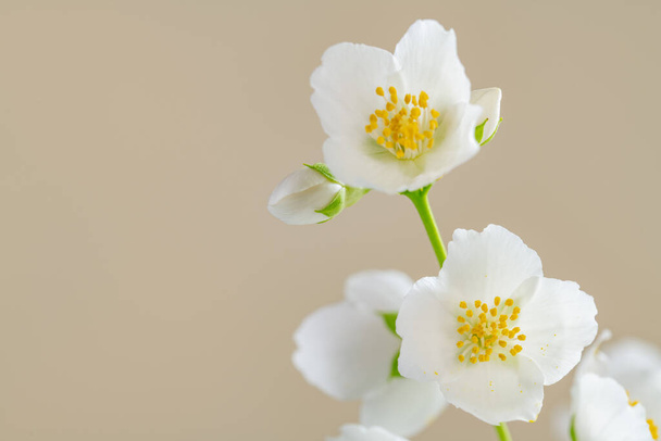 Jasmine Flowers on Beige background - Valokuva, kuva