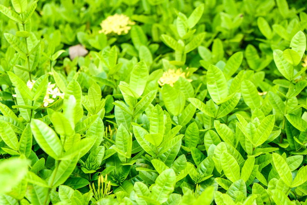 Vihreä puunlehti tausta tuore kasvi lähikuva lehtiä luonto tausta - Valokuva, kuva