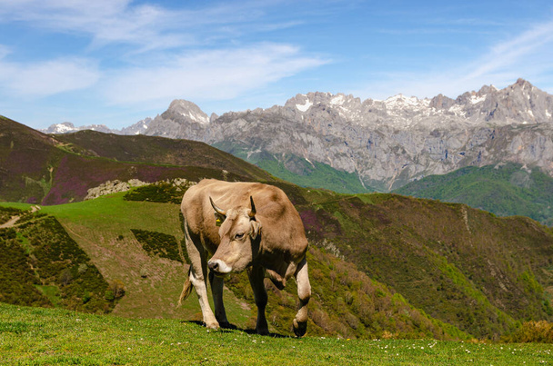 Happy single cow eating fresh grass in the mountains of Picos de Europa in Spain - Фото, зображення