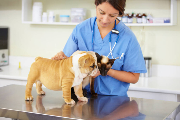 Φροντίδα ζώων, νοσοκόμα με ζώα και σε κτηνιατρική κλινική για εξετάσεις. Υγειονομική περίθαλψη ή υποστήριξη σε κτηνίατρο, θηλυκό γιατρό με γάτα και σκύλο για την προστασία ή ιατρική εξέταση στο νοσοκομείο για αποτελέσματα. - Φωτογραφία, εικόνα