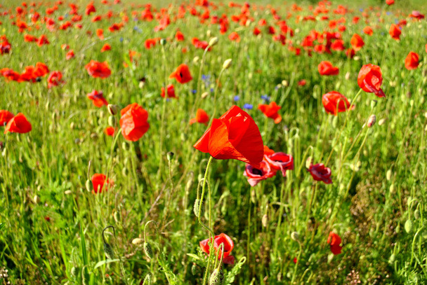 belles fleurs de pavot rouge dans le champ d'été par une journée ensoleillée  - Photo, image