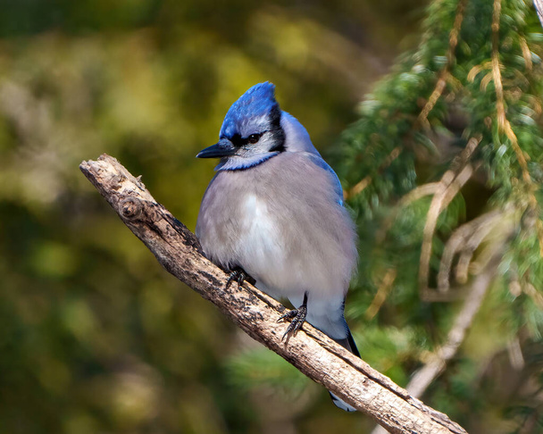 Blue Jay close-up view perched on a coniferous tree branch with a forest blur background in its environment and habitat surrounding. Jay Picture. - 写真・画像