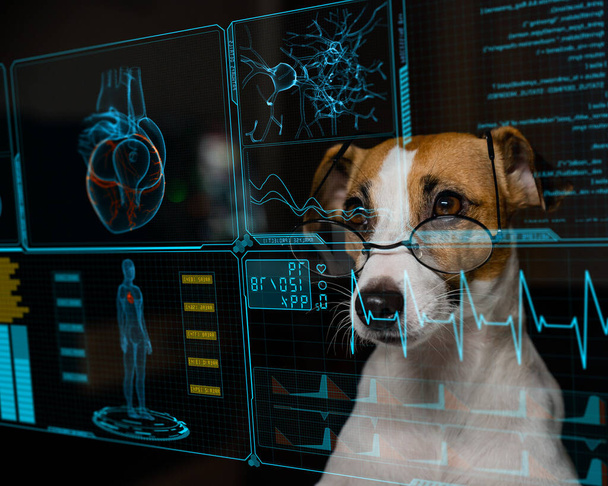 Jack Russell Terrier dog looks at the data on the virtual menu medical screen. Readings on the life support monitor - Fotoğraf, Görsel