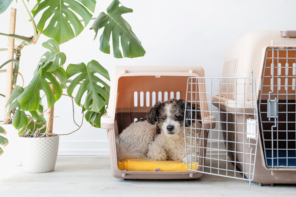 Caja de transporte para animales. Lindo perro bichon frise acostado en portador de mascotas de viaje, fondo de pared blanco, espacio de copia - Foto, Imagen