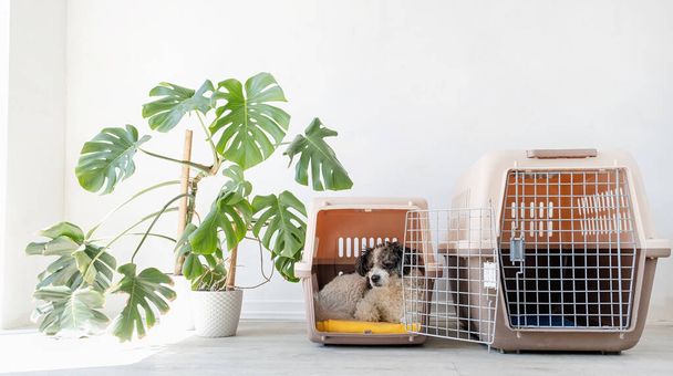 Travel carrier box for animals. Cute bichon frise dog lying in travel pet carrier, white wall background, copy space - Photo, Image