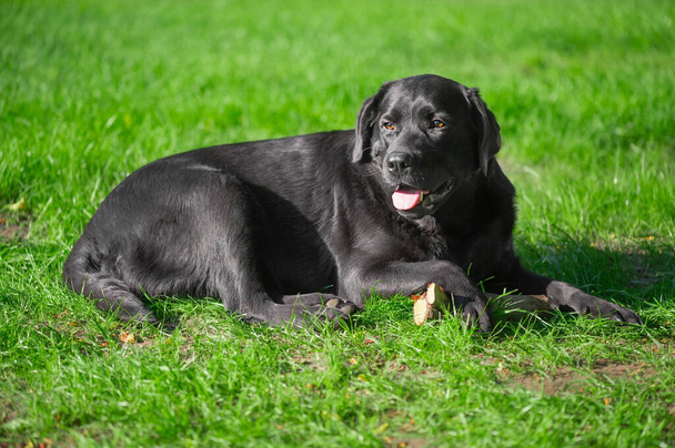 Πορτρέτο ενός καθαρόαιμου σκύλου. Μαύρο σκυλί λαμπραντόρ ριτρίβερ βρίσκεται στο πράσινο γρασίδι. - Φωτογραφία, εικόνα