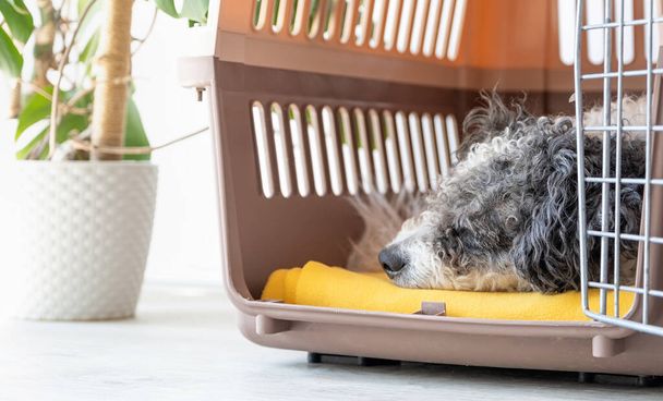 Travel carrier box for animals. Cute bichon frise dog sleeping in travel pet carrier, white wall background, copy space - Photo, Image