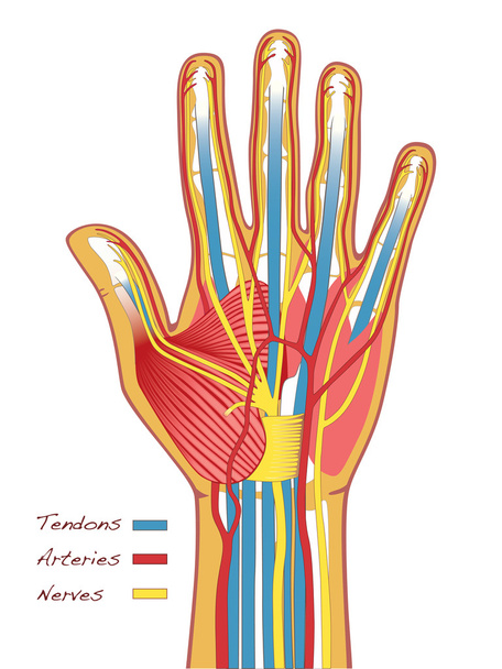 Anatomia człowieka ręce - Wektor, obraz