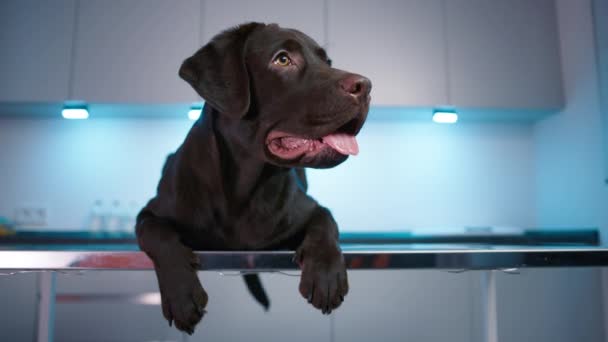 Obedient dark Labrador Retriever lying on table in vet cabinet. Domestic animal concept, best friends, puppy relaxing at hospital, breathing with tongue out. Brown dog close-up at veterinarian clinic - Footage, Video