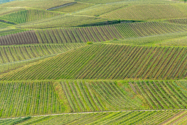Vines flourishing on stony and volcanic soils. This gives excellent wines with a particularly strong mineral character. Sasbach am Kaiserstuhl, Emmendingen, Bade-Wurtemberg, Allemagne, Europe. - Photo, Image
