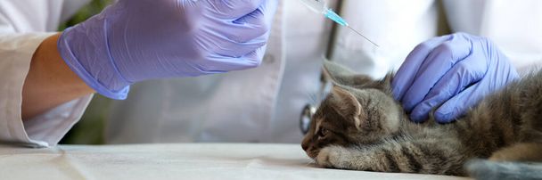 Close-up of female veterinarian making injection to gray kitten. Medical examination of cat in vet clinic and veterinary medicine concept - Fotografie, Obrázek