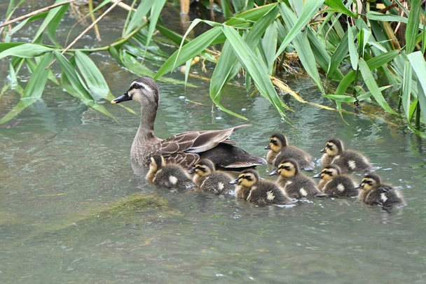 A spot-billed duck mother and her children playing in a stream. - Photo, Image