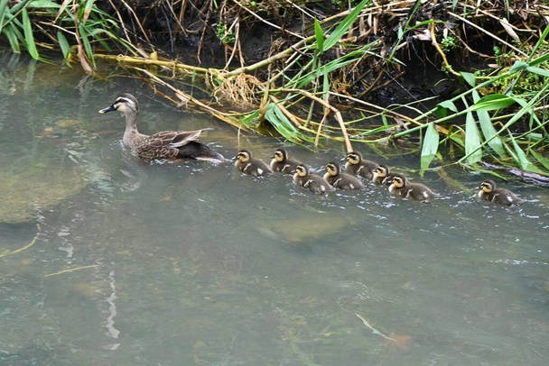 Una madre de pato de pico plano y sus hijos jugando en un arroyo. - Foto, imagen