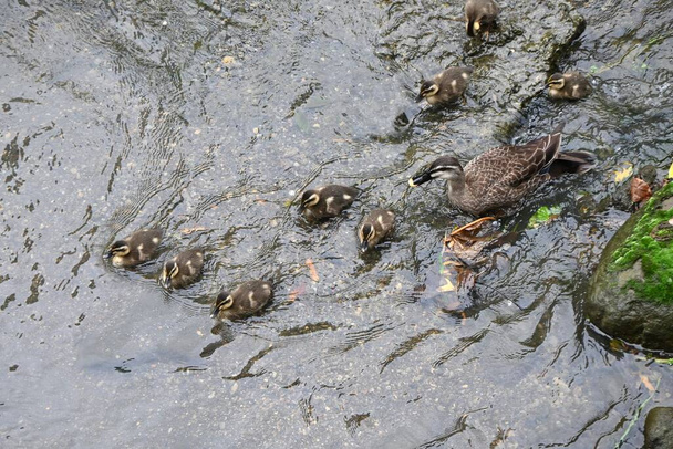 Kaczka z dziobem i jej dzieci bawią się w strumieniu. - Zdjęcie, obraz
