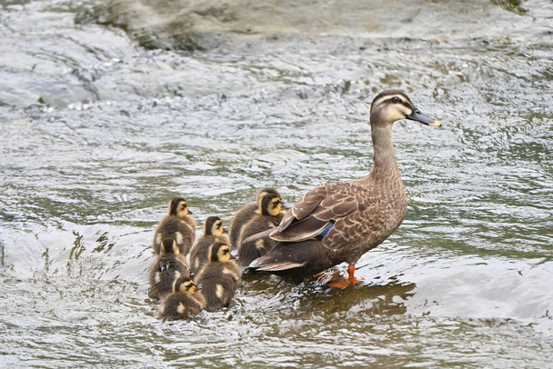Eine Entenmutter mit ihren Kindern, die in einem Bach spielen. - Foto, Bild