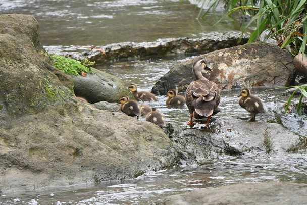 Kaczka z dziobem i jej dzieci bawią się w strumieniu. - Zdjęcie, obraz