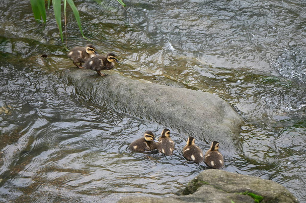 Una madre de pato de pico plano y sus hijos jugando en un arroyo. - Foto, imagen