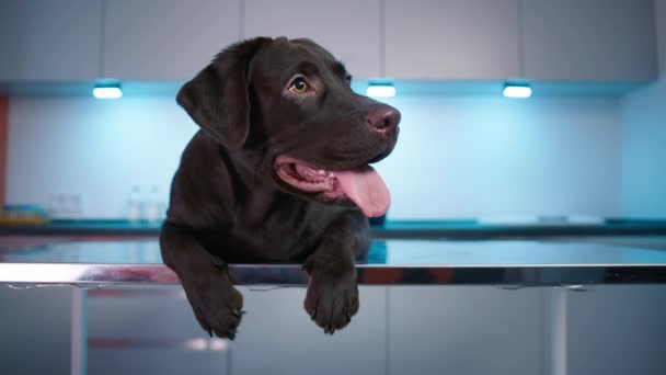 Brown dog close-up at veterinarian clinic. obedient dark Labrador Retriever lying on table in vet cabinet. Domestic animal concept, best friends, puppy relaxing at hospital, breathing with tongue out. - Footage, Video