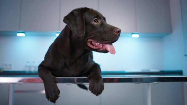Domestic animal concept, best friends, puppy relaxing at hospital, breathing with tongue out. Brown dog close-up at veterinarian clinic. Obedient dark Labrador Retriever lying on table in vet cabinet - Footage, Video