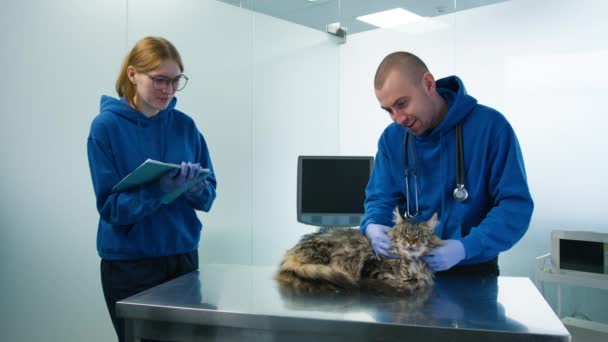 Mężczyzna weterynarz masujący szyję kota Maine Coon w klinice weterynaryjnej. Profesjonalny lekarz weterynarii dostarczający notatki z leczenia i receptę na lek asystentce kotki na wizytę u kotki 4K - Materiał filmowy, wideo