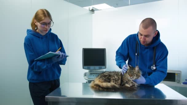 Weterynarze sprawdzają stan zdrowia kotów w nowoczesnej klinice weterynaryjnej. Profesjonalny lekarz weterynarii mężczyzna dostarczający notatki z leczenia i receptę na lek asystentce kobiety podczas wizyty u kotów - Materiał filmowy, wideo